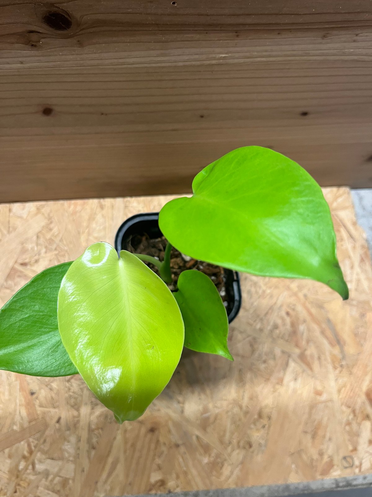 モンステラ デリシオーサ ゴールドリーフ | GREEN LUCK