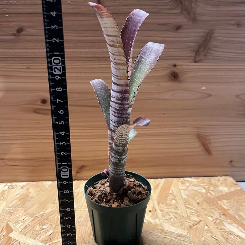 ビルベルギア ユーチューブ | GREEN LUCK