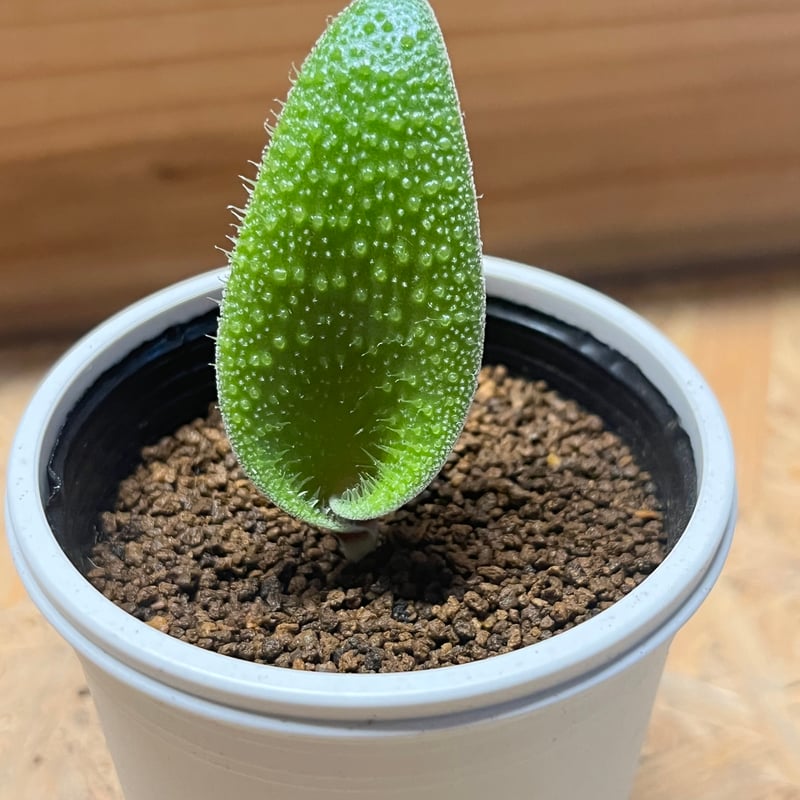 ラケナリア トリコフィラ | GREEN LUCK