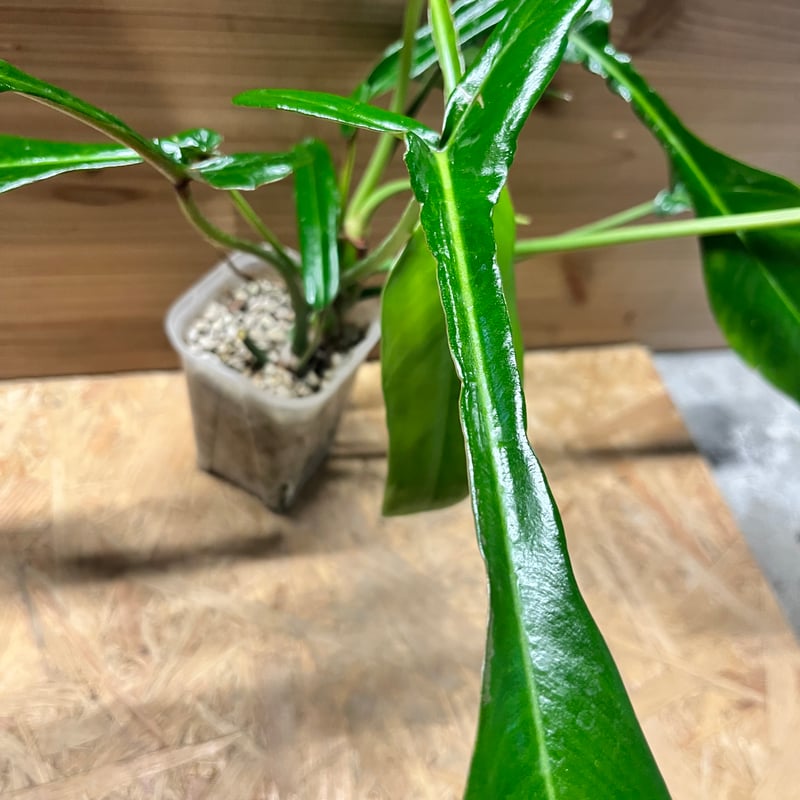 フィロデンドロン ジョーピー | GREEN LUCK