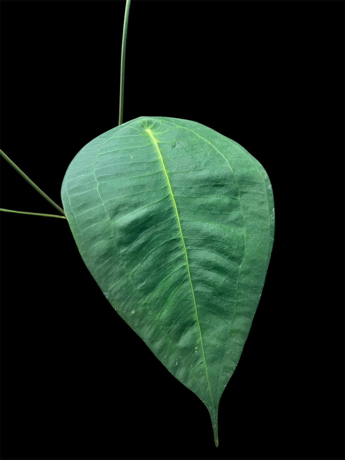 アンスリウム ペルティゲラム | GREEN LUCK