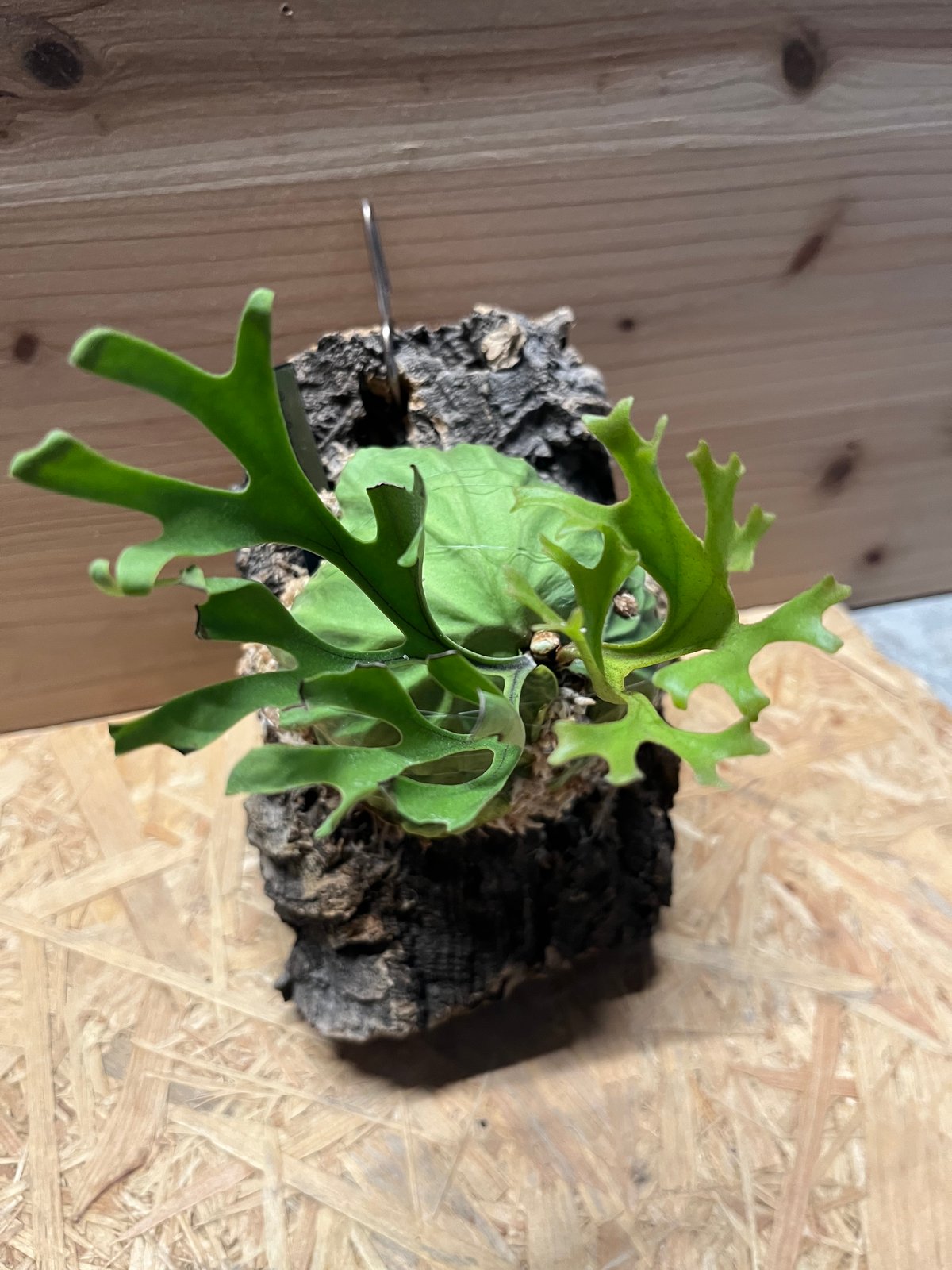 ビカクシダ リドレイ パカラン | GREEN LUCK