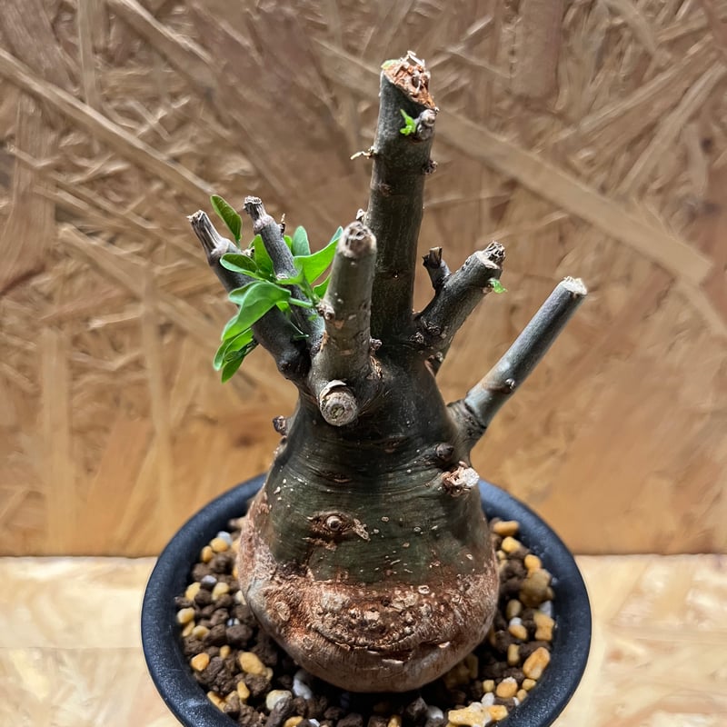 アデニア スピノーサ | GREEN LUCK