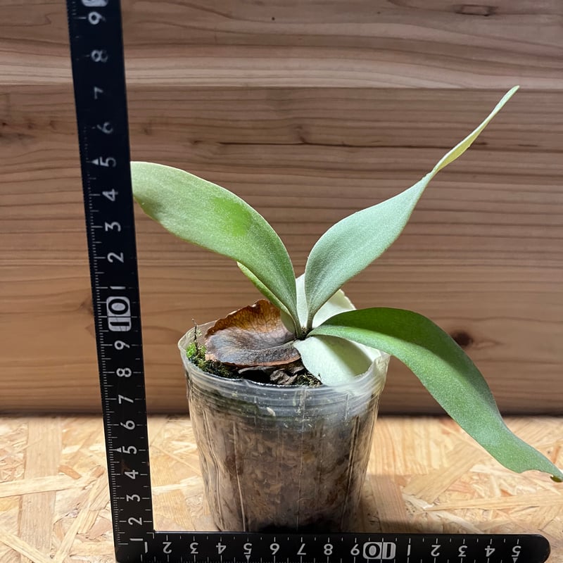 ビカクシダ クラウドシリーズ | GREEN LUCK