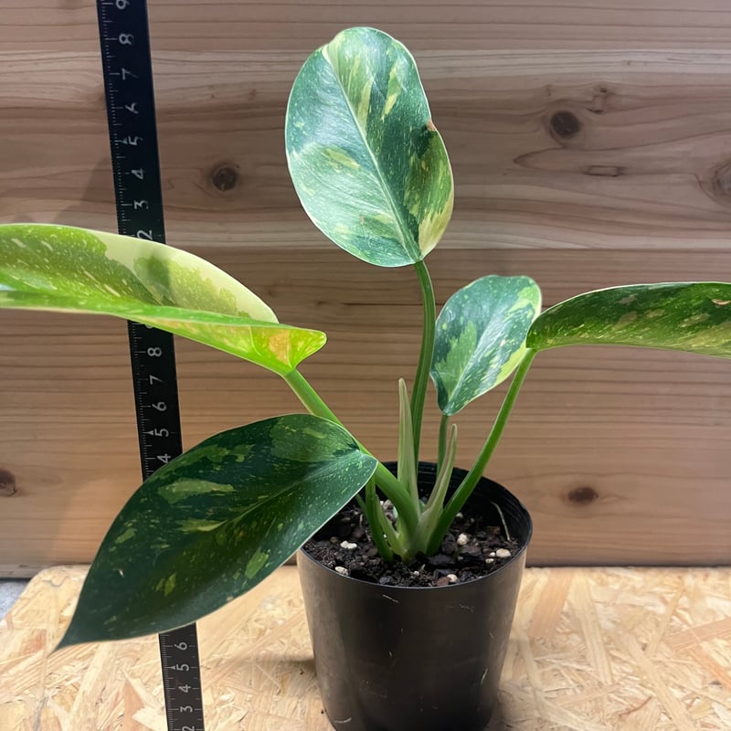 フィロデンドロン グリーンコンゴ バリエガータ | GREEN LUCK