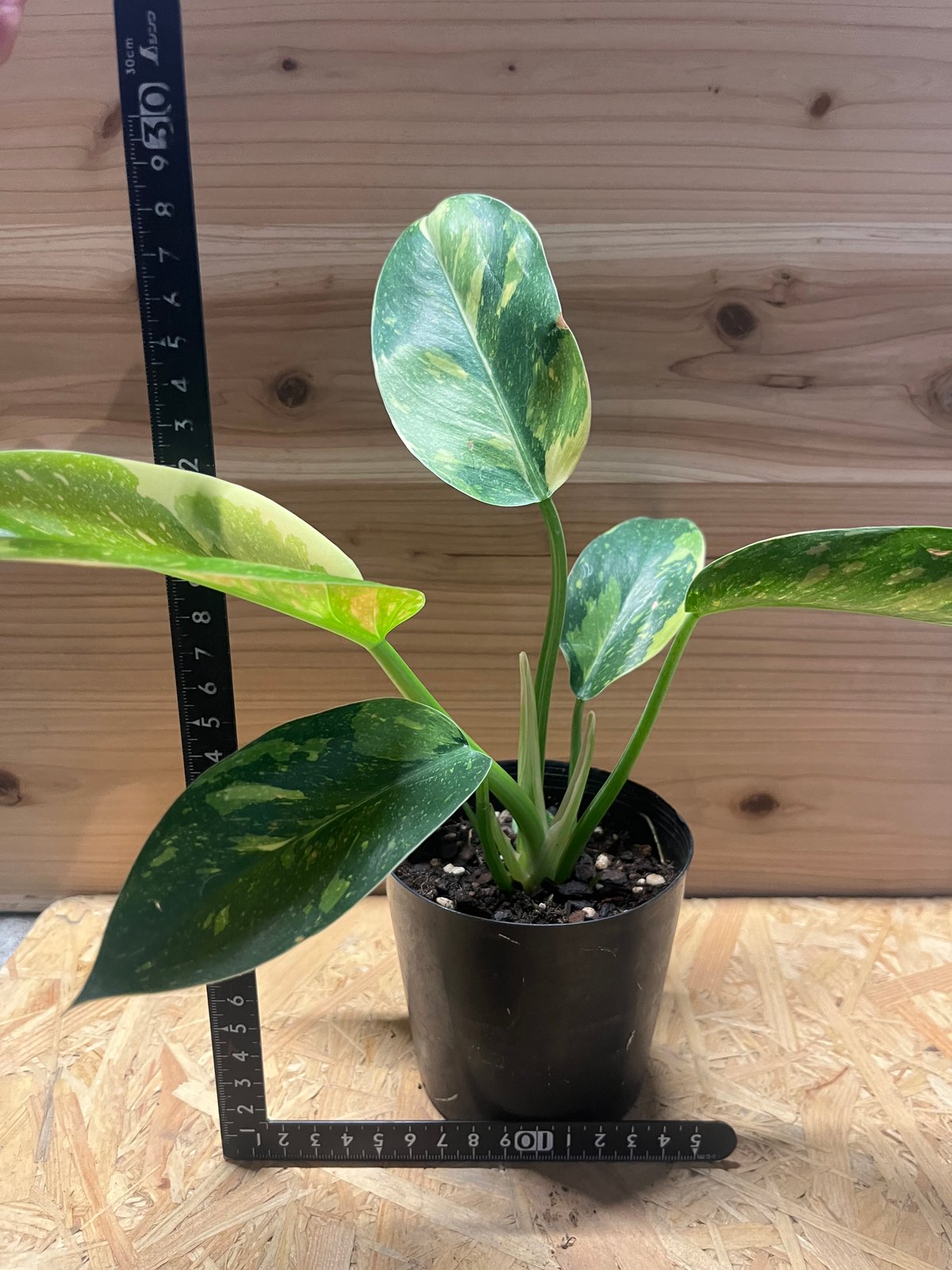 フィロデンドロン グリーンコンゴ バリエガータ | GREEN LUCK