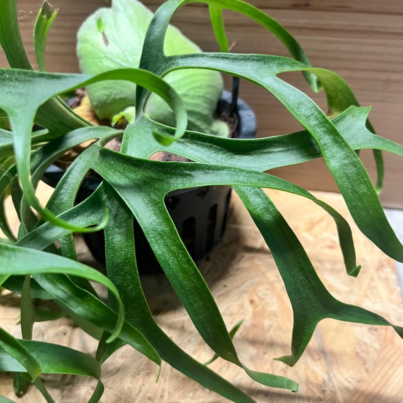 ビカクシダ　コロナリウム　フィリピネス　ドワーフ ビカクシダ コロナリウム フィリピネス ドワーフ | GREEN LUCK