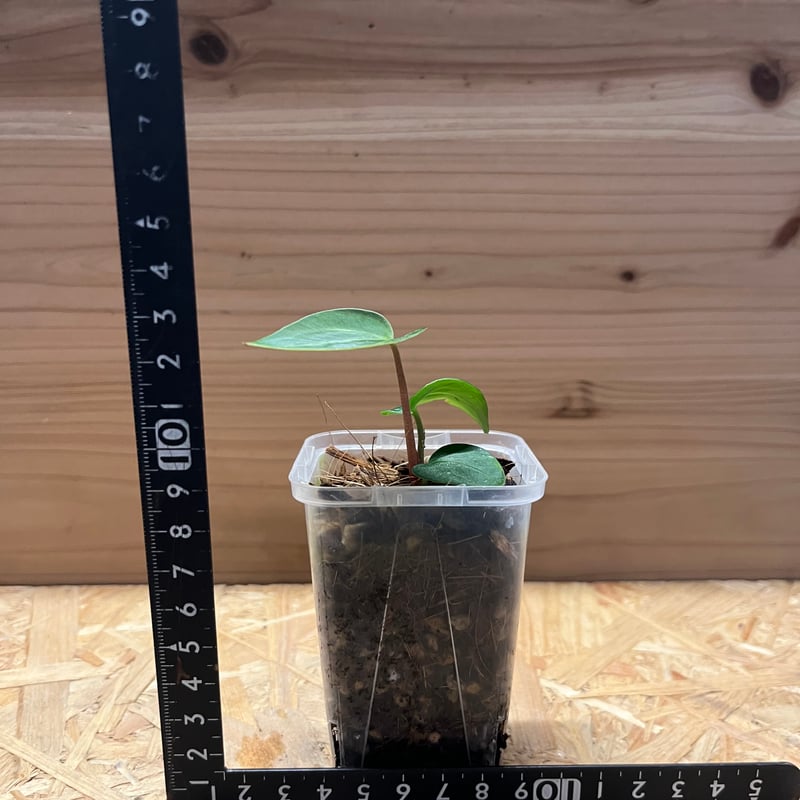 Anthurium Carlablackiae/アンスリウム カーラブラッキー⑥ Anthurium Carlablackiae / アンスリウム カーラブラッキー⑰