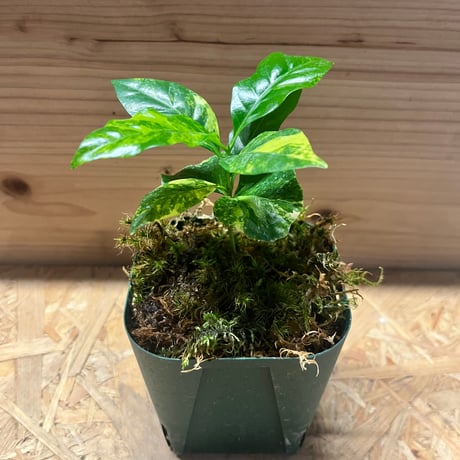 コーヒーの木 斑入り | GREEN LUCK