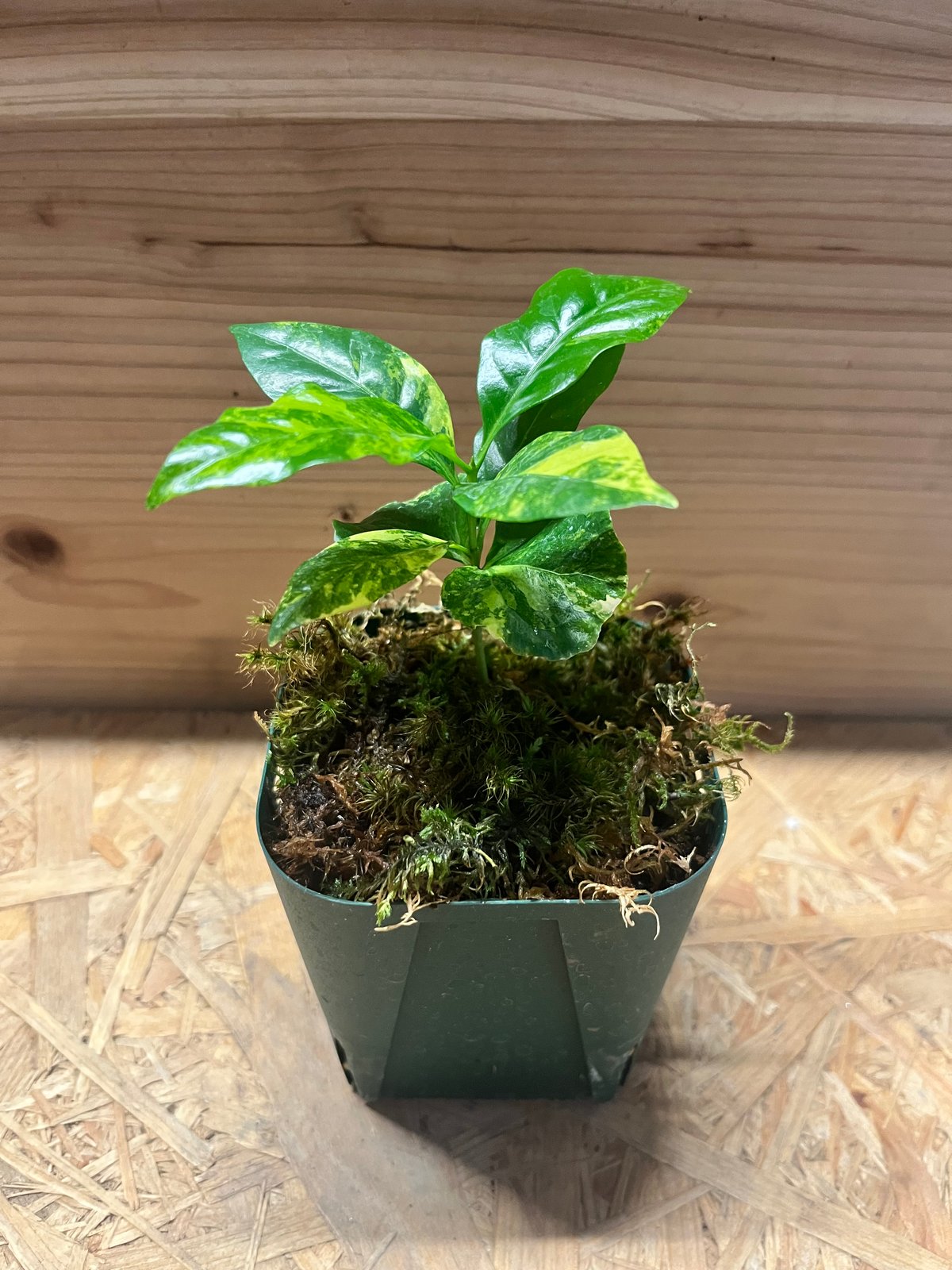 コーヒーの木 斑入り | GREEN LUCK