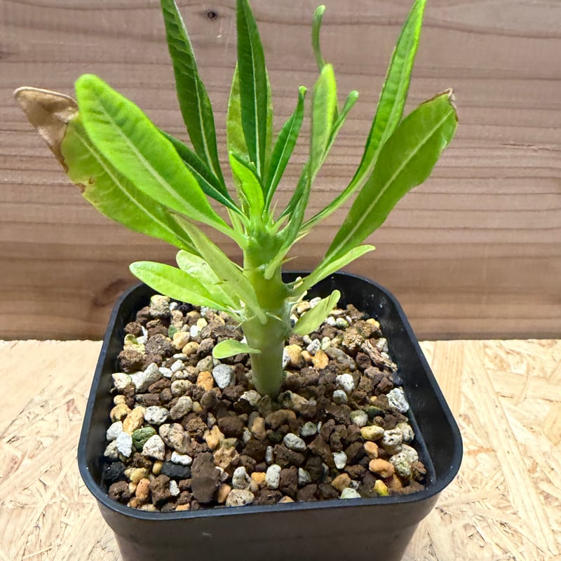 パキポディウム　アンボンゲンセ　良形 パキポディウム アンボンゲンセ | hanayoshi-botanical