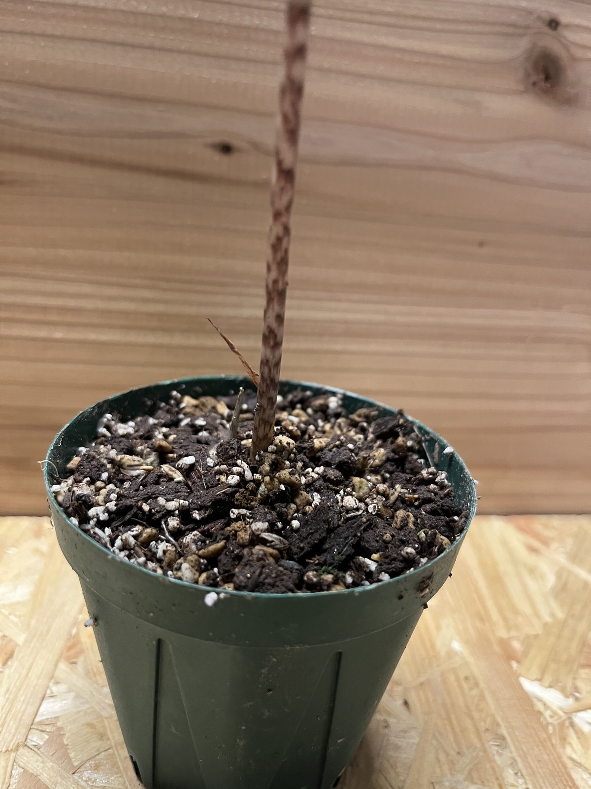 アロカシア13種セット＋ジャックリン斑入り小芋＋小芋複数 バラ売り