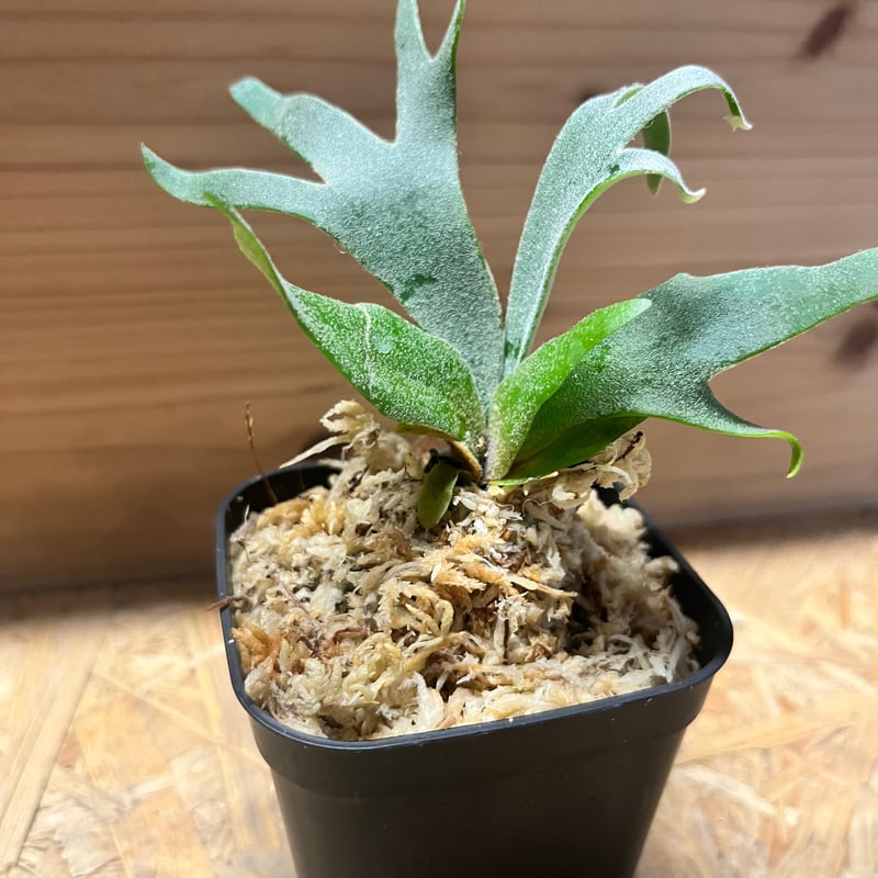 ビカクシダ ウィリンキー 'ジュエル' | GREEN LUCK