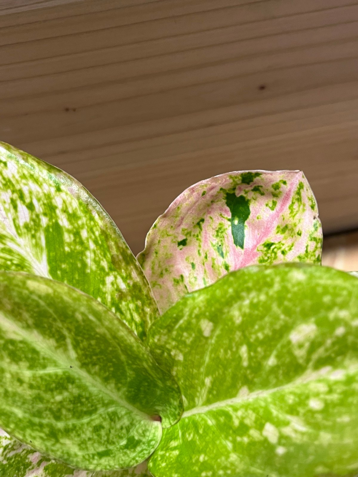 アグラオネマ ピンクイメリタス | GREEN LUCK