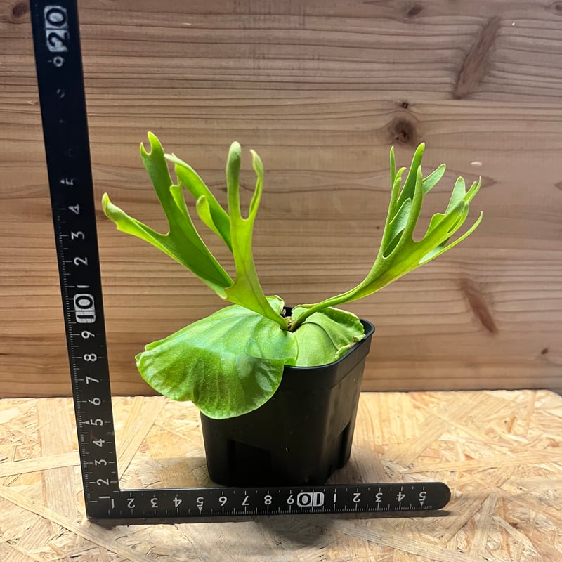 ビカクシダ リドレイ シン | GREEN LUCK