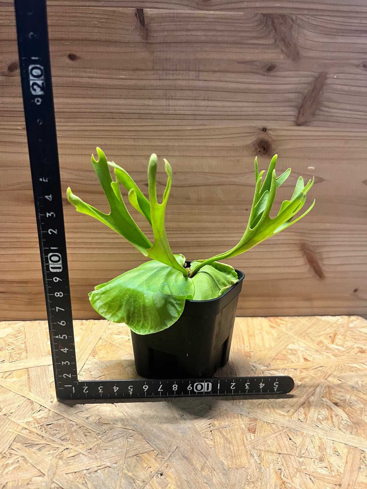 ビカクシダ　リドレイ　超巨大株④ ビカクシダ リドレイ | GREEN LUCK