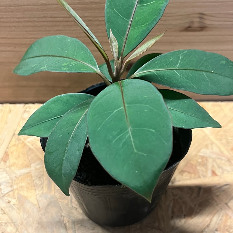 ニーア ビレンス 'ブルーエクアドル' | GREEN LUCK