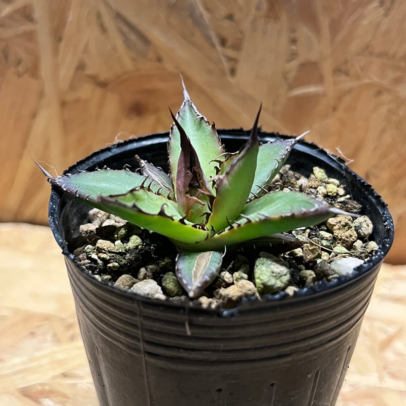 アガベ ホリダ 実生 | GREEN LUCK