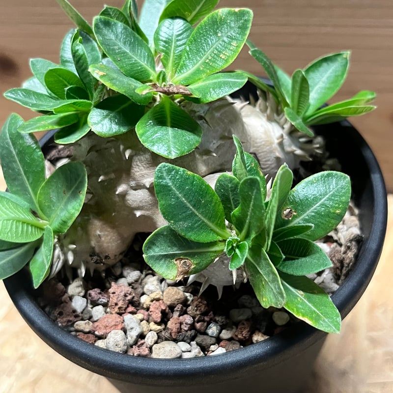 パキポディウム デンシカウレ 恵比寿大黒 | GREEN LUCK