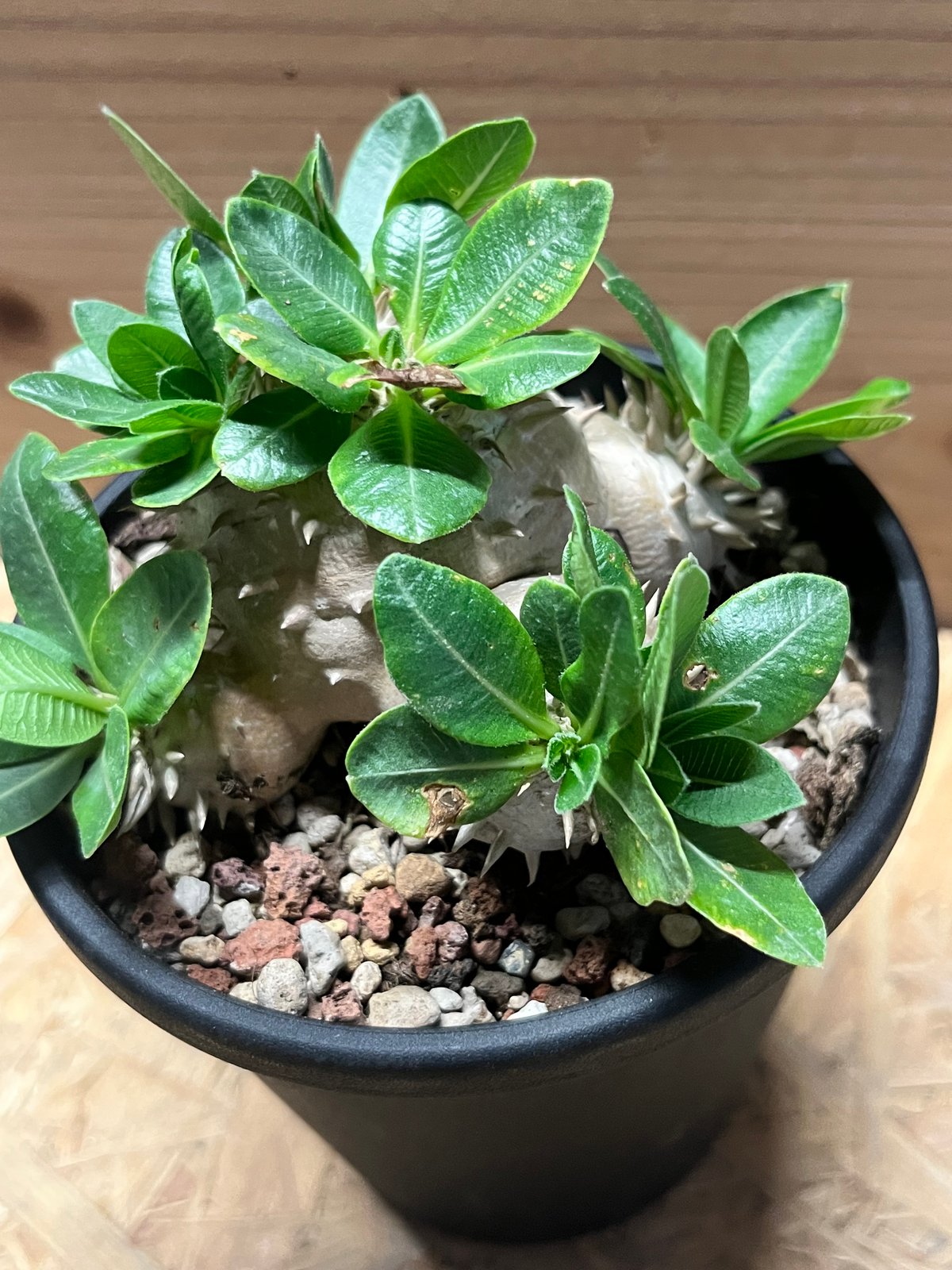 パキポディウム デンシカウレ 恵比寿大黒 | GREEN LUCK