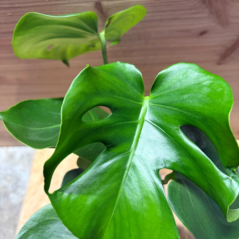 モンステラ デリシオーサ 実生変異 | GREEN LUCK