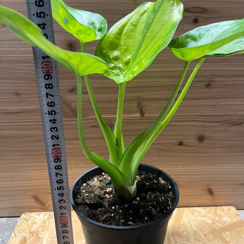 クワズイモ 斑入り 7号鉢つき 極上斑入り? クワズイモ 斑入り 7号鉢