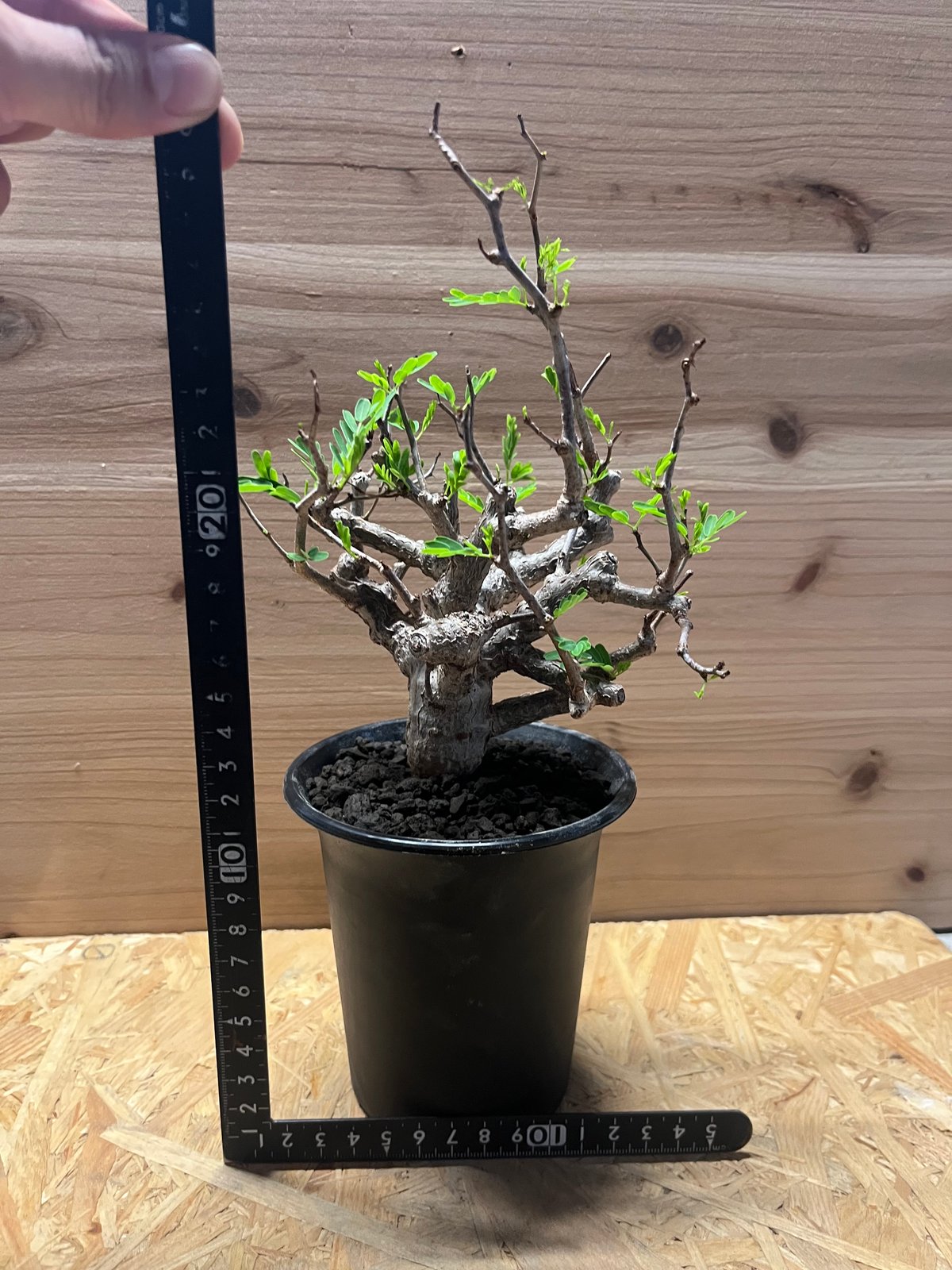 8月限定価格　センナ　メリディオナリス　盆栽風 8月限定価格 センナ メリディオナリス 盆栽風 8月限定価格 センナ メリ