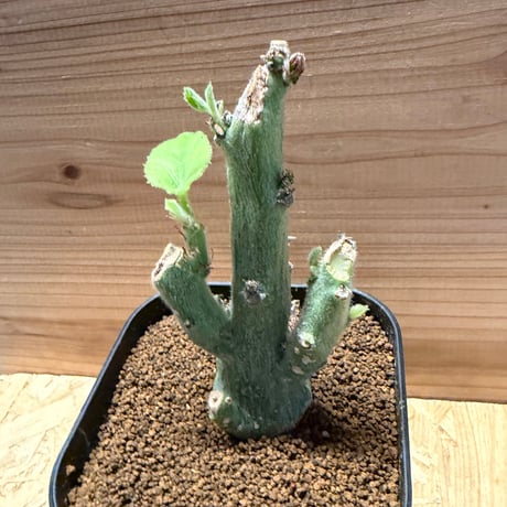 アデニア　ケラマンサス