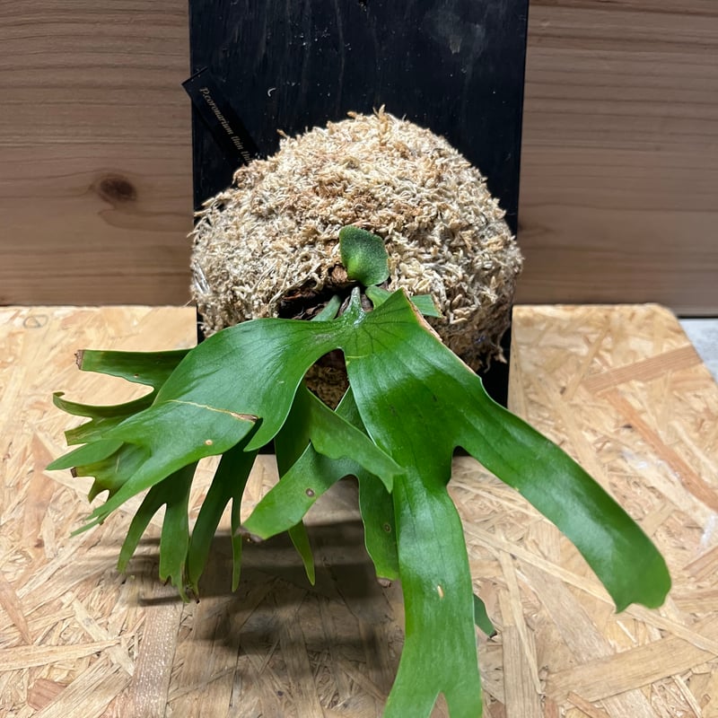 ビカクシダ コロナリウム シンシン | GREEN LUCK