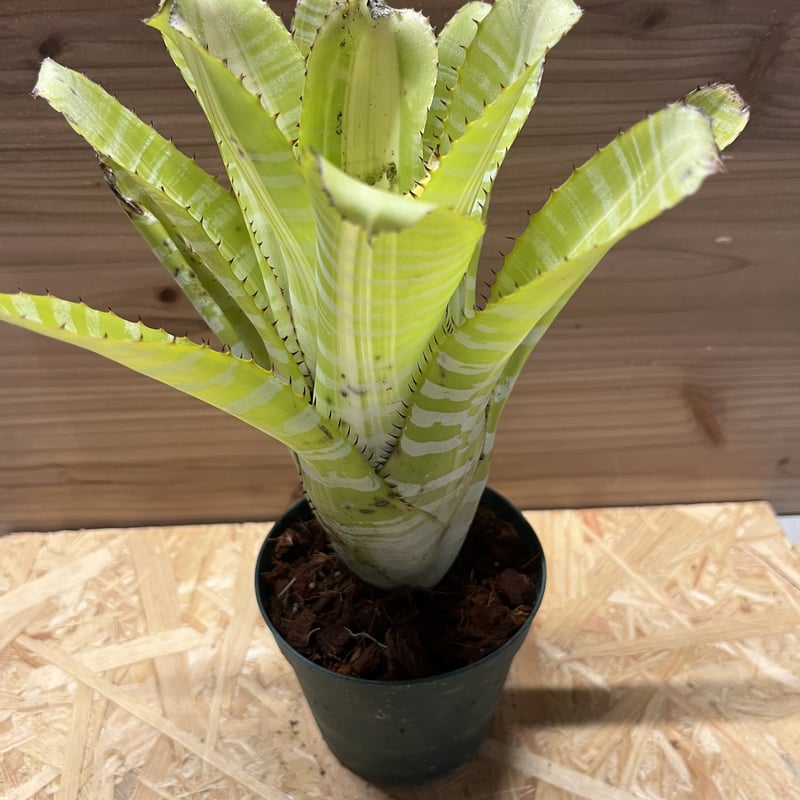 エクメア チャンティニー サムライ | GREEN LUCK