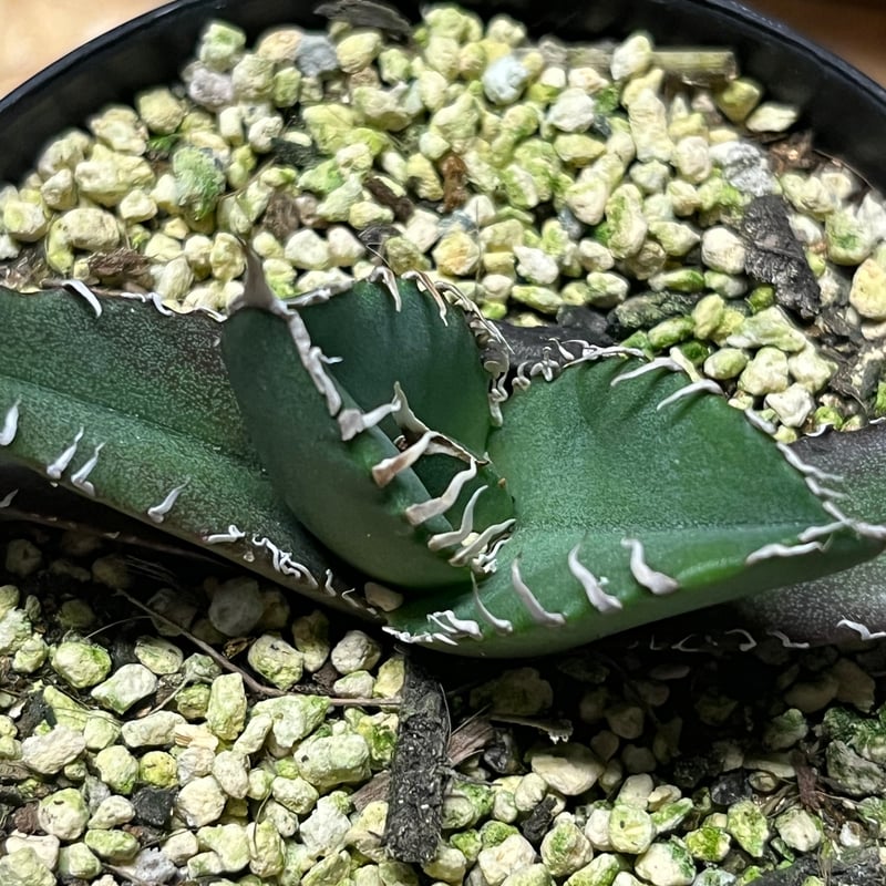 アガベ チタノタ 南アフリカダイヤモンド SAD メリクロン | GREEN LUCK