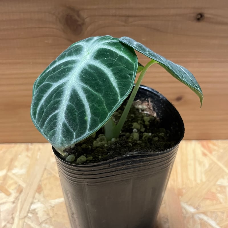 アロカシア ニンジャ | GREEN LUCK