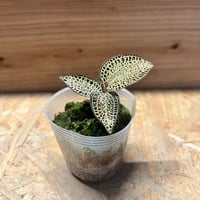 ビルベルギア マッドマックス | GREEN LUCK