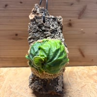 ビカクシダ　マダガスカリエンセ