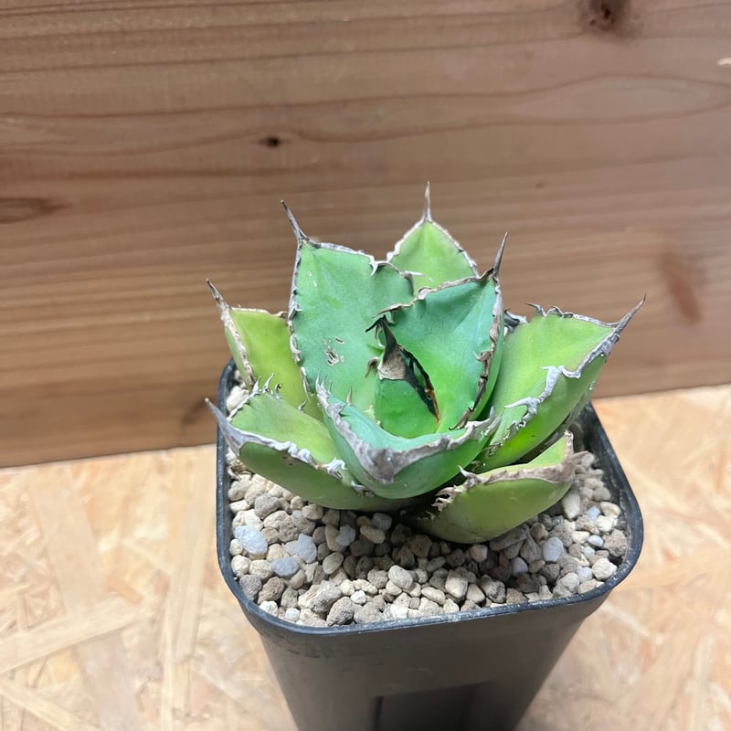 アガベ チタノタ 'シャークソード' | GREEN LUCK