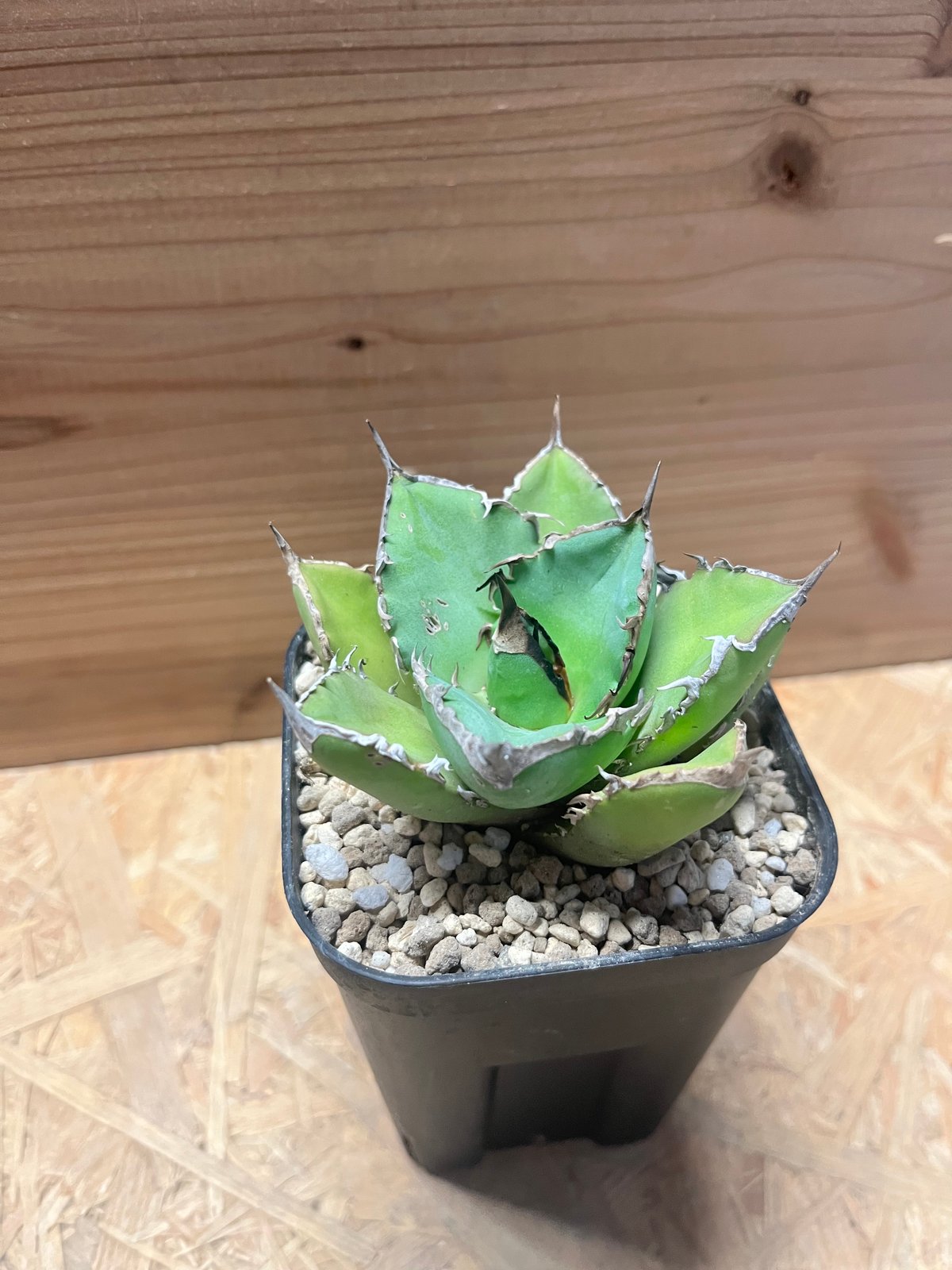 アガベチタノタ　シャークソード アガベチタノタ シャークソード 【公式通販】