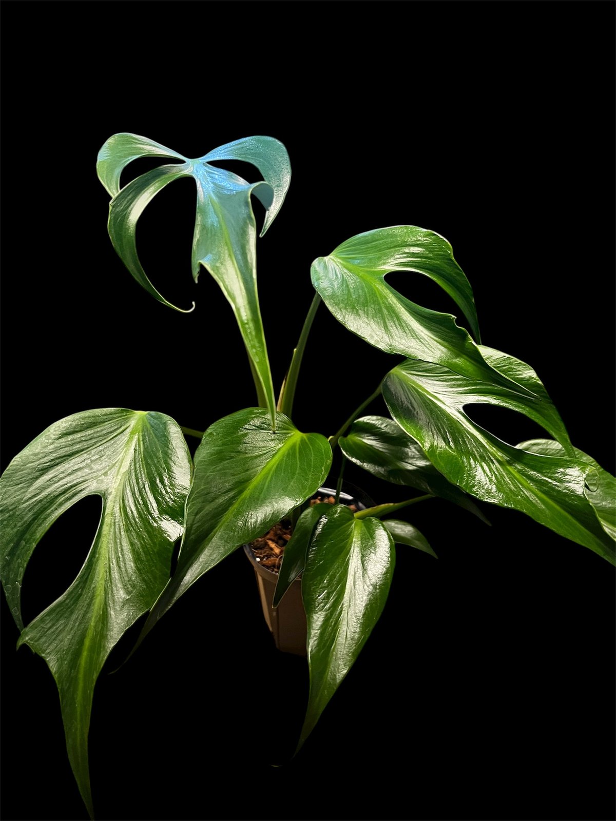 モンステラ バールマルクスフレーム | GREEN LUCK