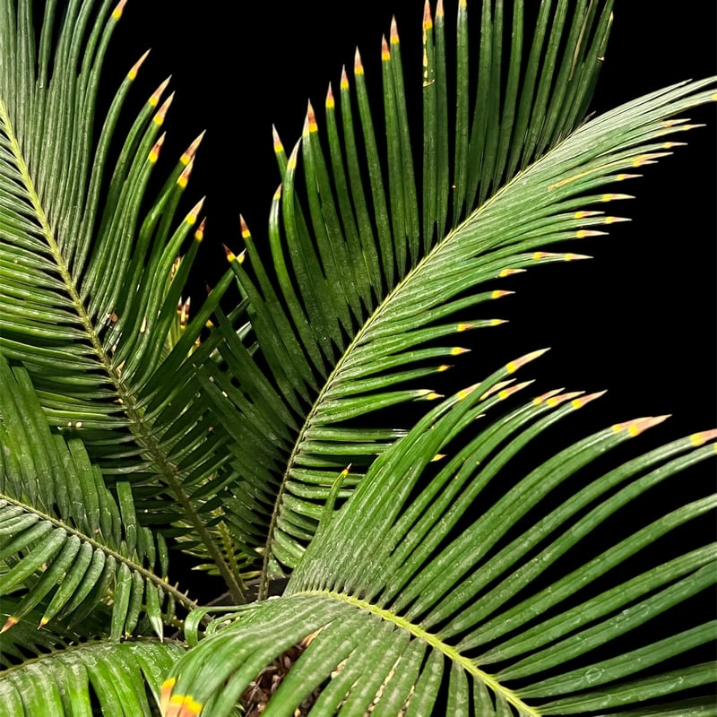 金環ソテツ | GREEN LUCK