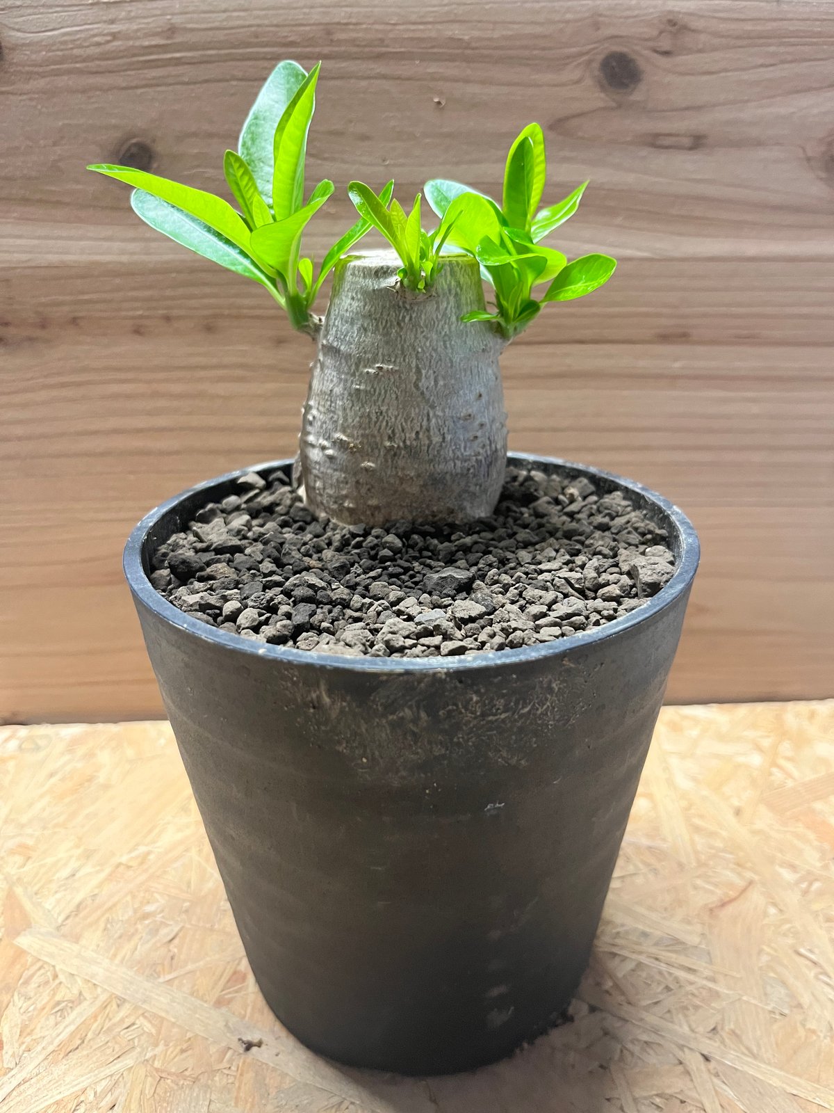 パキポディウム デカリー Pachypodium decaryi 海外正規輸入 fit=scale-down,w=1200