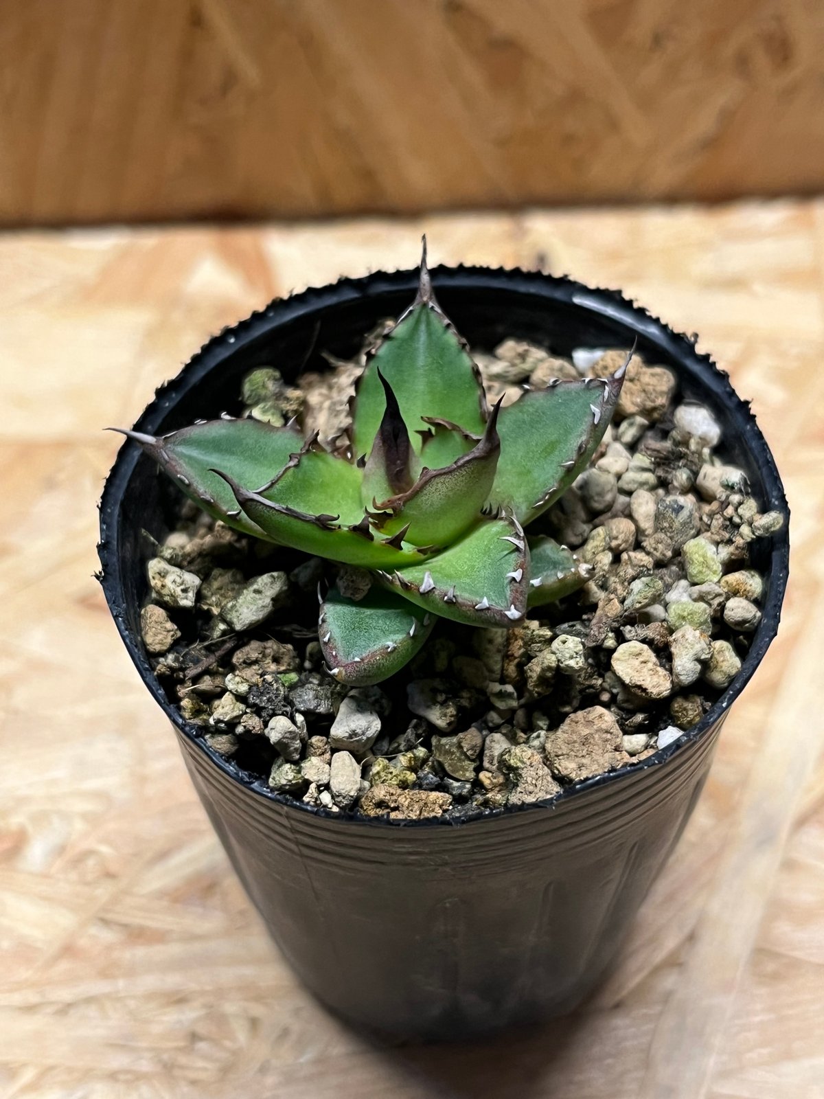 アガベ ホリダ 実生 | GREEN LUCK