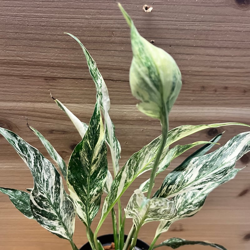 斑入りモンステラ　【鉢ごと】+ スパティフィラム子株 3株 斑入りモンステラ 【鉢ごと】+ スパティフィラム子株 3株