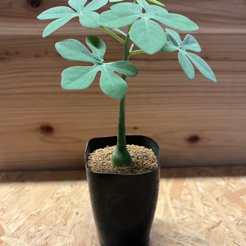 アデニア グラウカ | GREEN LUCK