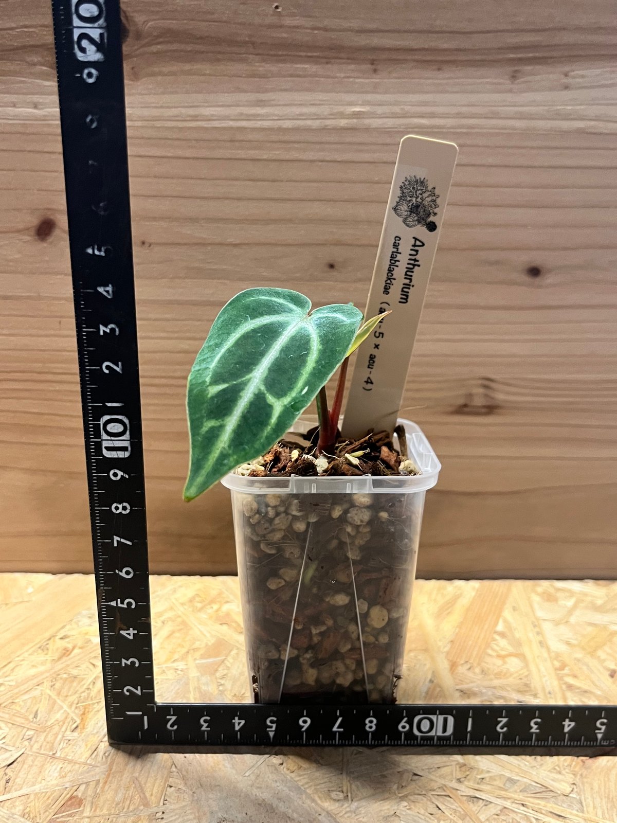 アンスリウム　カーラブラッキー×レッドクリスタル　レア交配　かなり渋い アンスリウム カーラブラッキー×レッドクリスタル レア交配