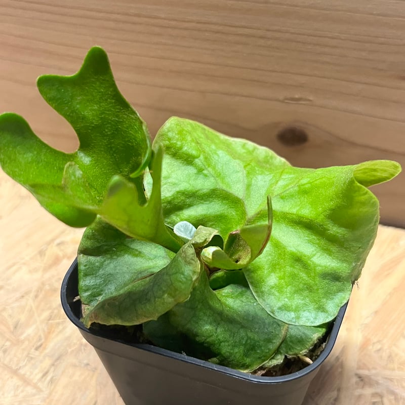 ビカクシダ リドレイ ドワーフ＆コンパクト | GREEN LUCK