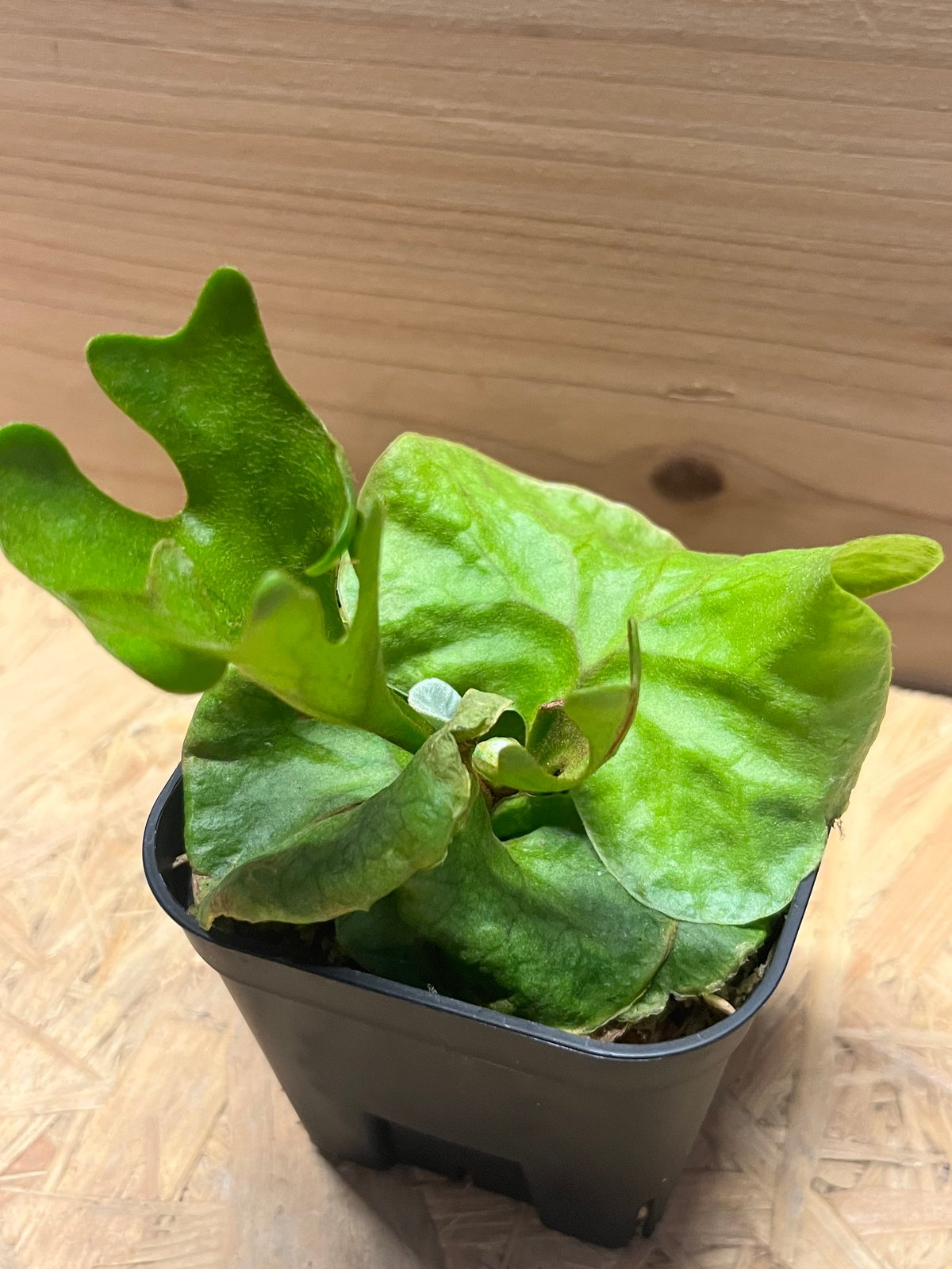 ビカクシダ　リドレイ　超巨大株④ Amazon｜【charm】（観葉植物）ビカクシダ リドレイ スポア 2