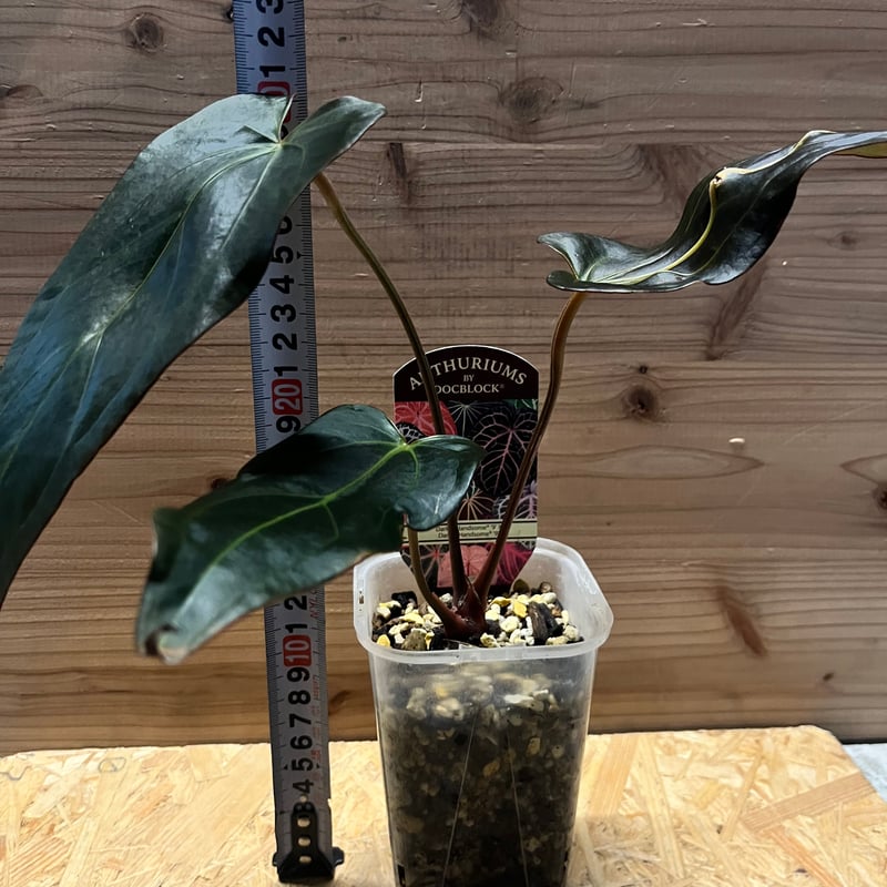 アンスリウム ダーク&ハンサム×ダーク&ハンサム | GREEN LUCK