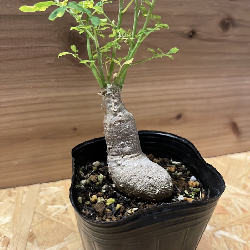 モリンガ ドロウハルディ モリンガ苗 スーパーフード 奇跡の樹 鉢植え