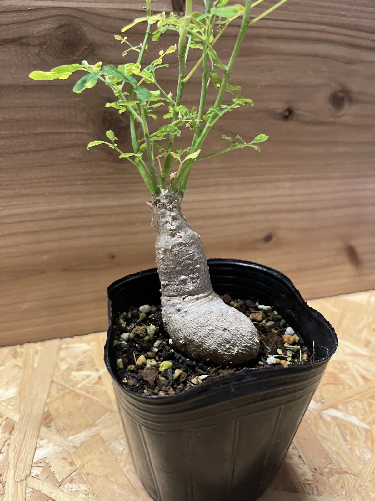 モリンガ オバリフォリア モリンガ苗 スーパーフード 奇跡の樹 野菜