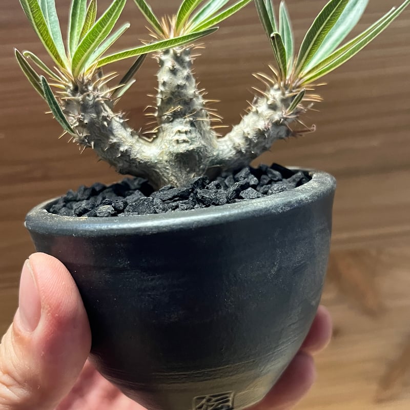 パキポディウム グラキリス×伝市鉢 | GREEN LUCK