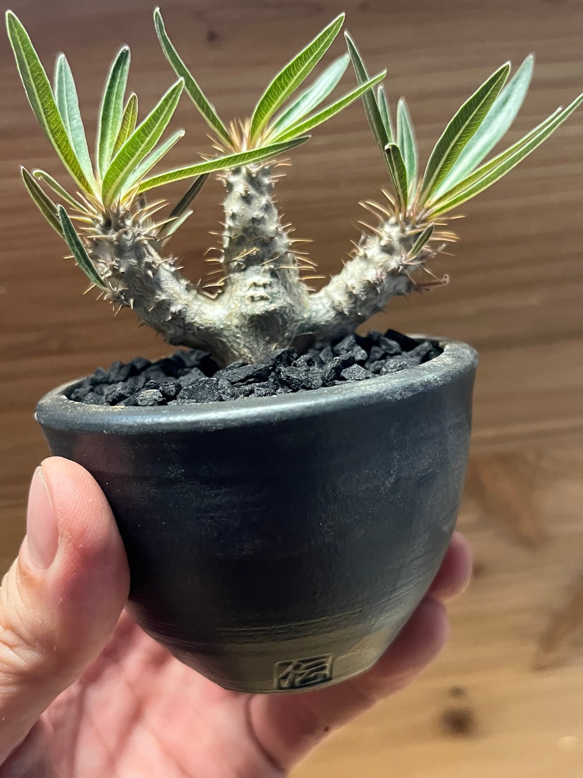 パキポディウム グラキリス×伝市鉢 | GREEN LUCK